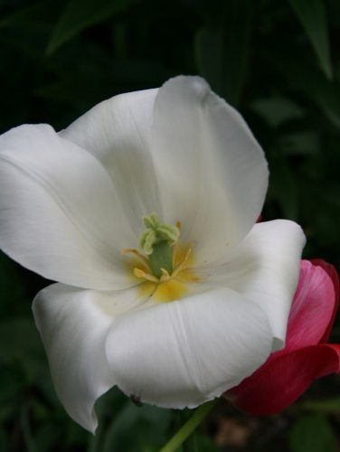 Flower from garden in Houghs Neck, Quincy